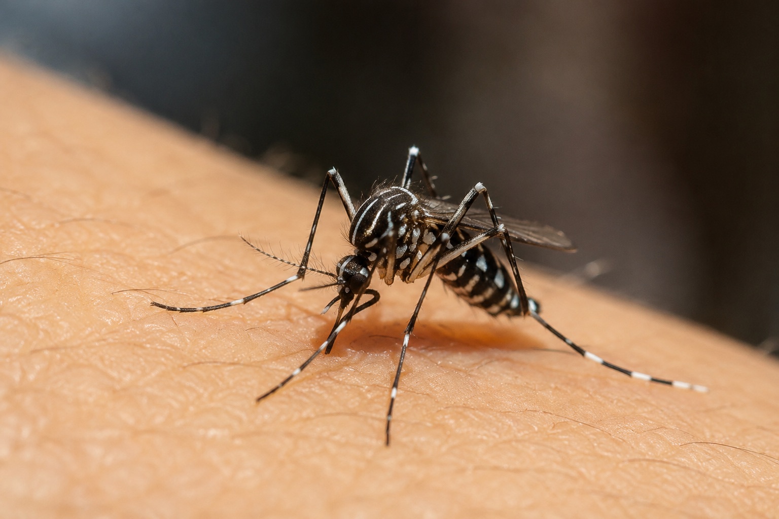 Aedes albopictus de patas rayadas sobre piel humana, macro