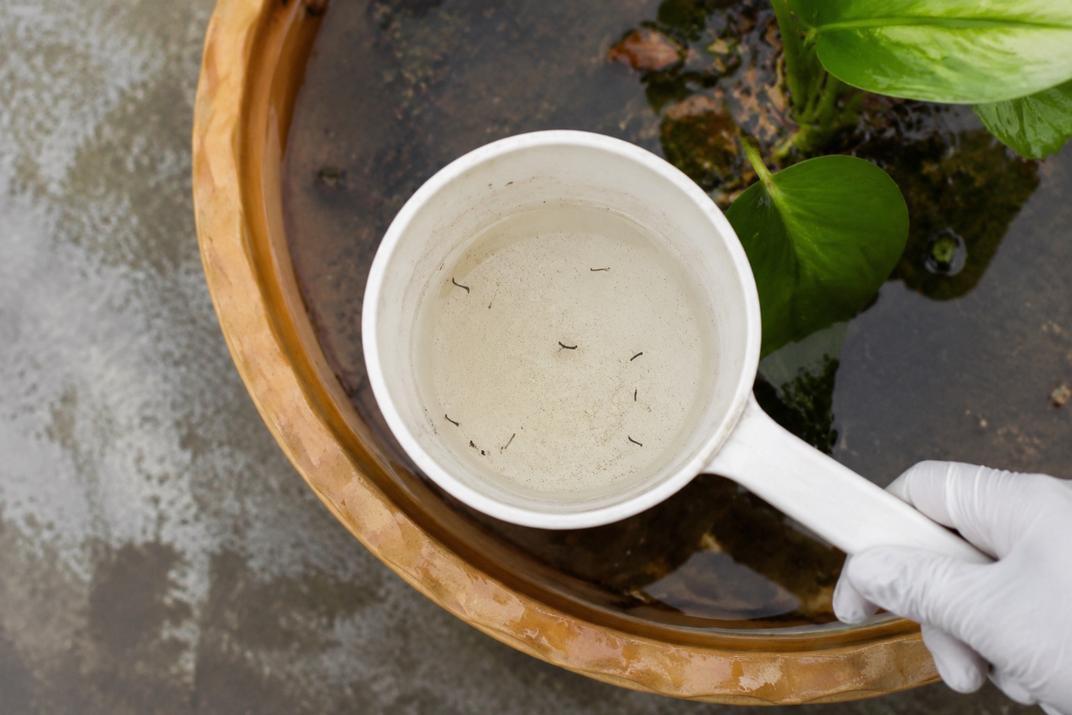 White dipper cup sampling saucer water, wigglers visible, clipboard beside